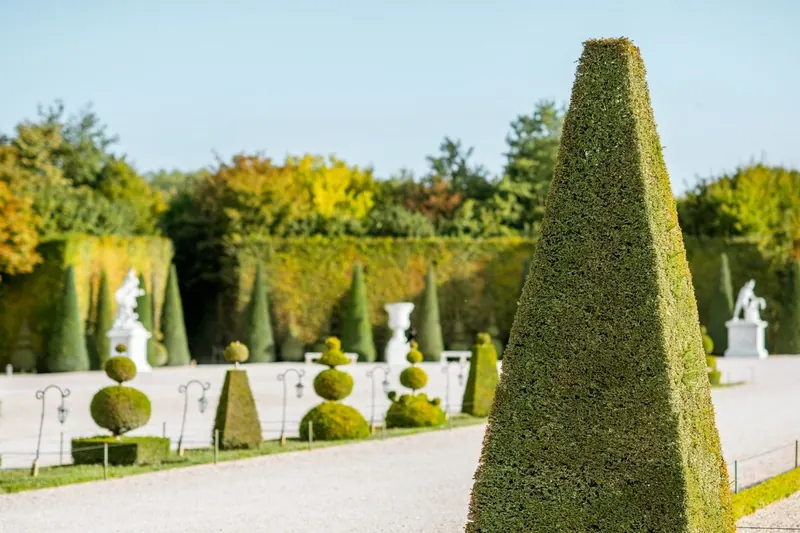 Topiary allée at Versailles gardens lined with sculpted yews and white marble statues